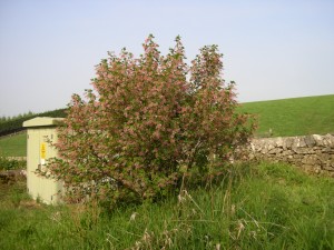 Wb 090